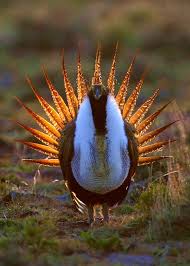 sage grouse